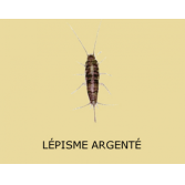 Adulte Lepisma / lépismes argentés
