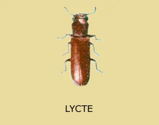 Lycte brun — coléoptère xylophage Lyctus