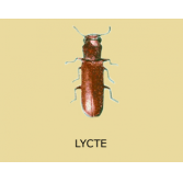Indices de présence de lyctes et vrillettes