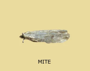 Larve de mite de vêtements (chenille)