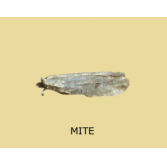 Indices de présence de mites de vêtements