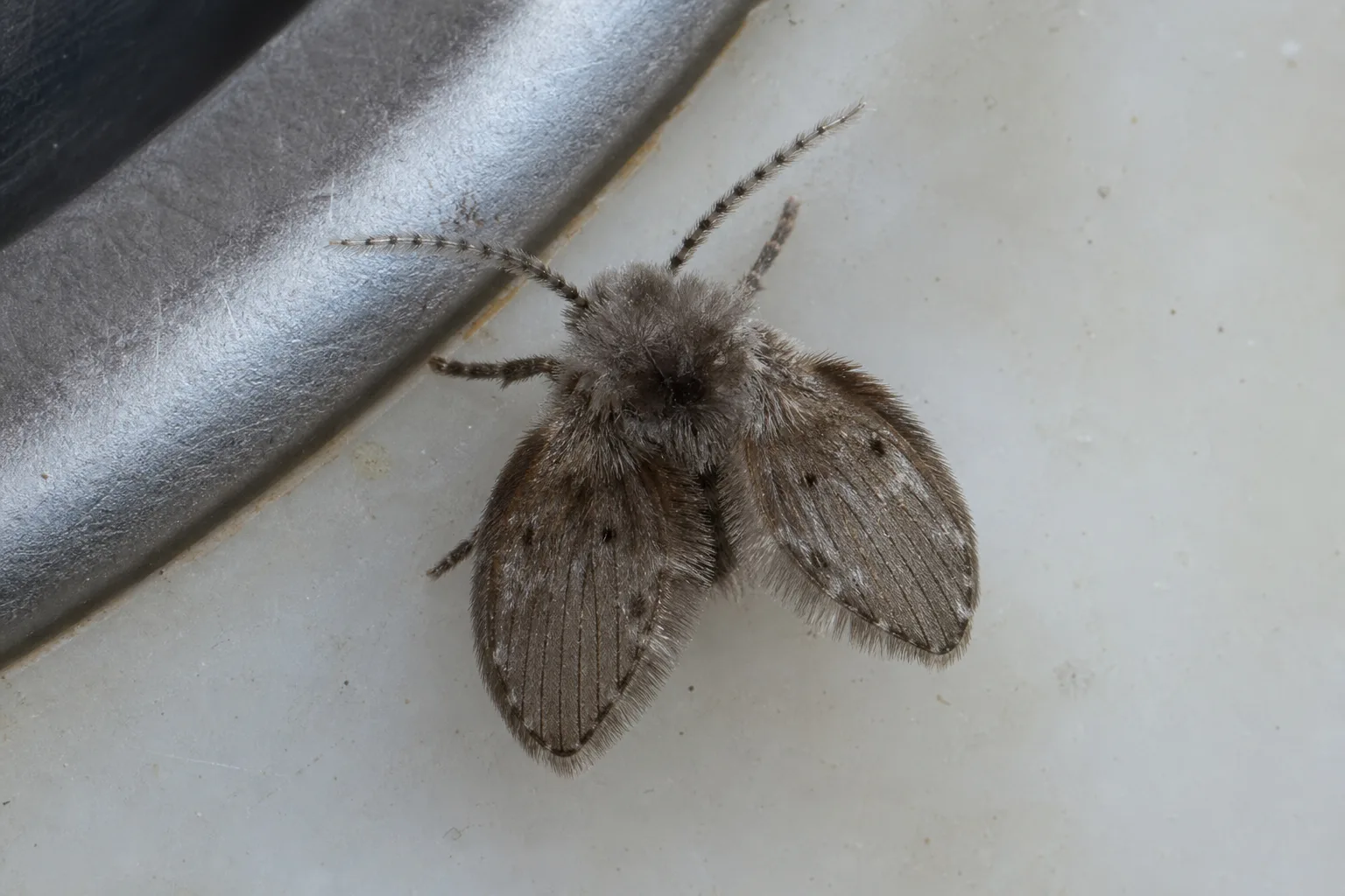 Mouche à drain