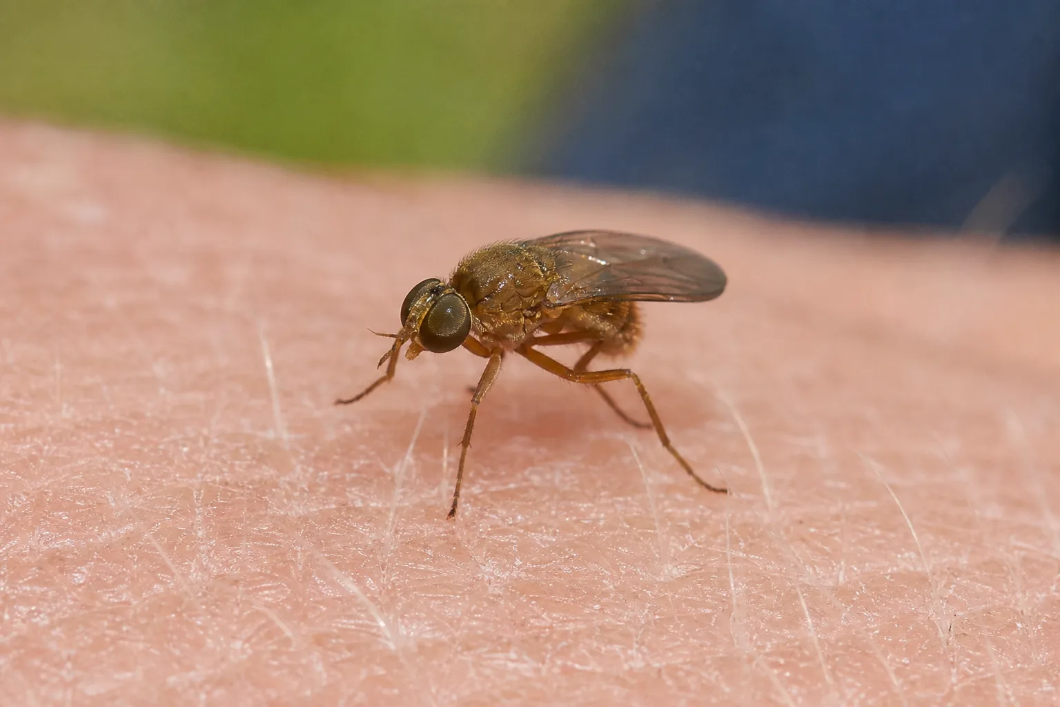 Mouche des yeux