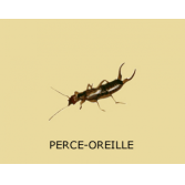 Adulte Dermaptera / perce-oreilles