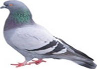 Exterminateur pigeon
