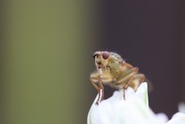  la mouche drosophile