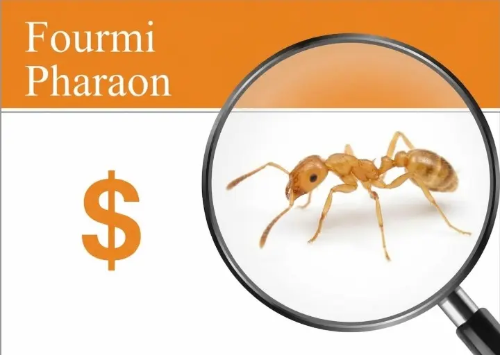 Exterminateur certifié appliquant des appâts professionnels pour fourmis pharaons avec garantie écrite