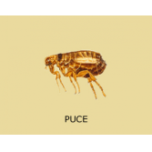 Indices de présence de puces