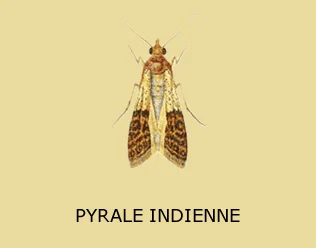 Chenille de pyrale indienne dans denrées sèches