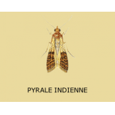 Adulte Plodia interpunctella (ailes bicolores)