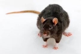 Les Exterminateurs  Les pièges à rats sont-ils véritablement efficaces ?