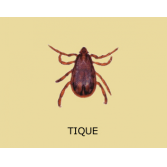 Indices de présence de tiques