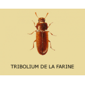 Adulte Tribolium castaneum / confusum (coléoptère de farine)